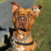 Photo of Scooby