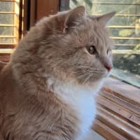 Photo of Ricardo Silvanus