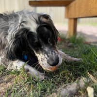 Photo of Pippa