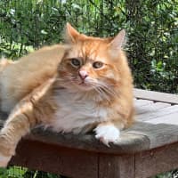 Photo of Griffin Nightingale