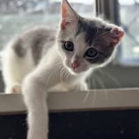 Photo of Cauliflower