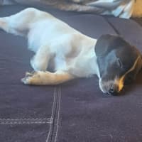 Photo of Oreo