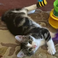 Photo of Lenni   In Foster In Oak Park