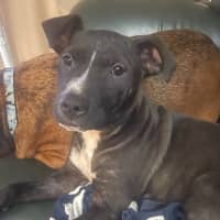 Photo of Peppa Piglet