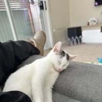 Photo of Guppy