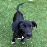 Photo of Koda