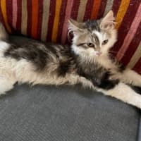 Photo of Twinnie Meet Me@Petstock Keysborough Storw