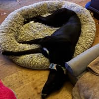 Photo of Layla, The Greyhound