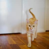 Photo of Tessa