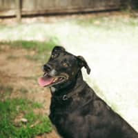 Photo of Banjo   6 Year Old Kelpie X