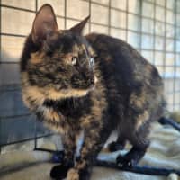 Photo of Annie 