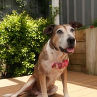 Photo of Missy   6 Year Old Staffy X