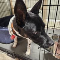 Photo of Shelby