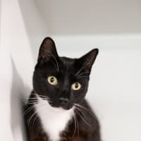 Photo of Marshmallow