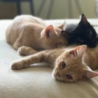 Photo of Biscuit