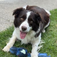 Photo of Roxxy & Rustic 