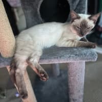 Photo of Jemina   Ragdoll Cross