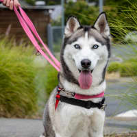 Photo of Freya