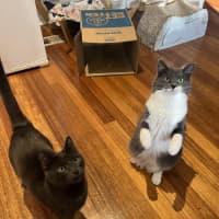 Photo of Ash (Bonded To Lyra)