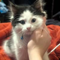 Photo of Bobby (Was Oreo)