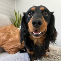 Photo of Bean   1 Year Old Dachshund X