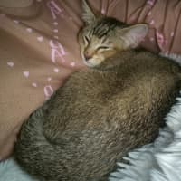 Photo of Peanut