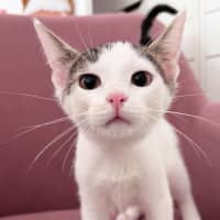 Photo of Sugar
