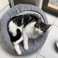 Photo of Poppy (Was Betty)