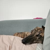 Photo of Mary, The Greyhound