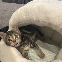 Photo of Starburst (Was Toby)