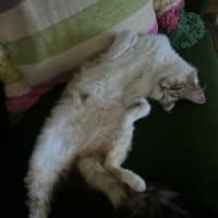Photo of Kiki