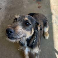 Photo of Pepsi (Freyja)