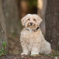 Photo of Rosie