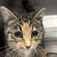 Photo of Nutmeg