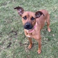 Photo of Tessy Imp 1435