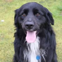 Photo of Beau