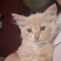 Photo of Opal (K89)