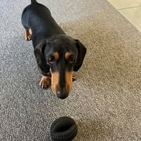 Photo of Bowie And Wombat