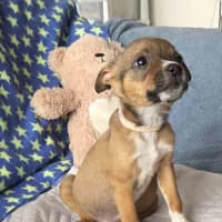Photo of Freya