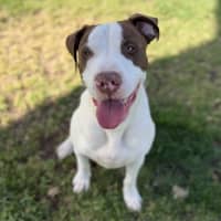 Photo of Jack Imp 3070