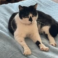 Photo of Snuggles
