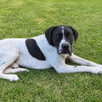 Photo of Otis