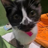 Photo of Sagittarius