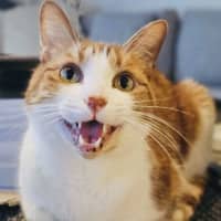 Photo of Gingie   Located In Cremorne