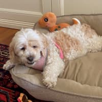 Photo of Bella Wensleydale