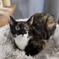 Photo of Willow