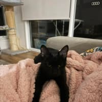 Photo of Belladonna