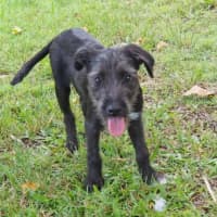 Photo of Roxy