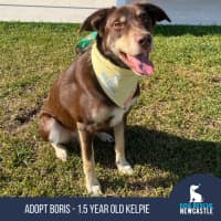 Photo of Boris   1.5 Year Old Kelpie (On Trial)