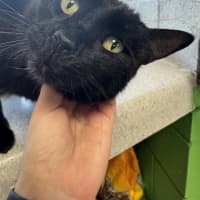 Photo of Purrcy